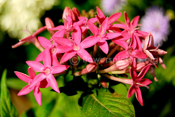 pentas lanceolata