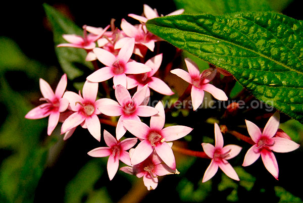 Pentas Lanceolata Pink