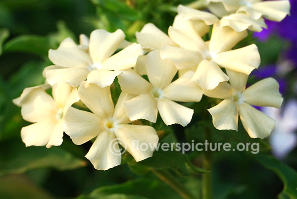 Perennial phlox