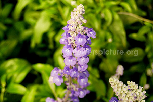 perennial salvia