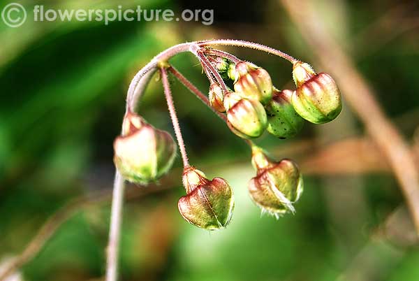 Pergularia flower