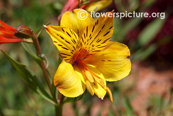 Peruvian lily