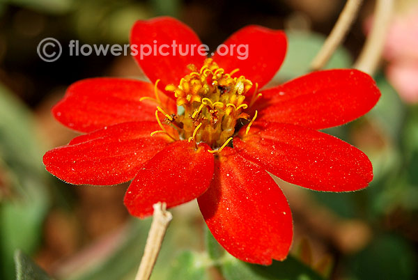 Peruvian zinnia