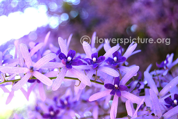 Petrea volubilis