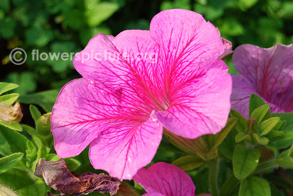 Petunia celebrity raspberry ice