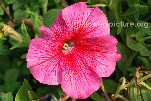 Petunia grandiflora