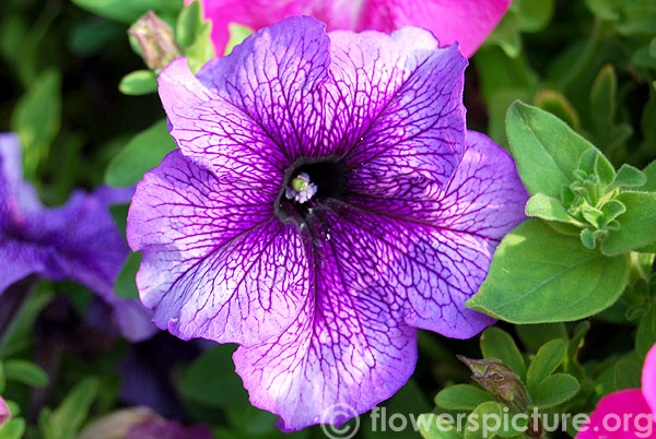 Petunia hybrida