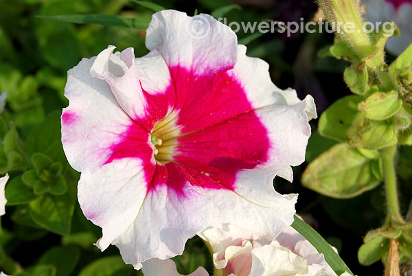 Petunia multiflora