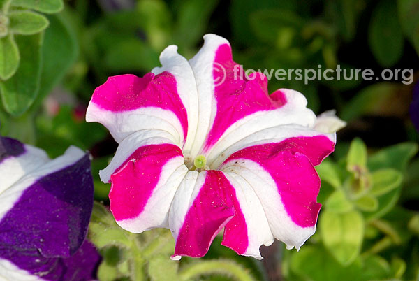 Petunia ultra rose star