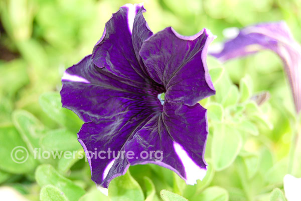 Petunia violacea