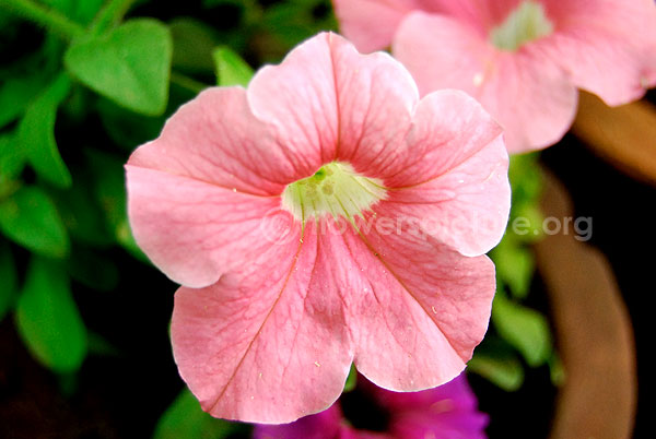 Petunia Baby Pink