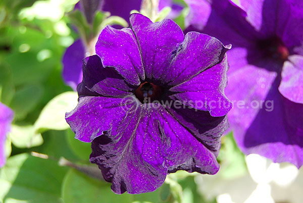 petunia blue