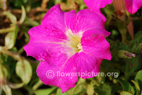 petunia pink