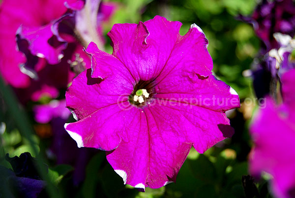 petunia pink purple