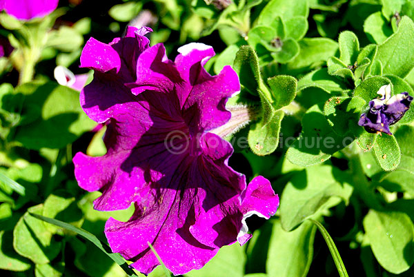 Petunia Purple