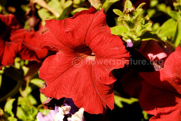 petunia red