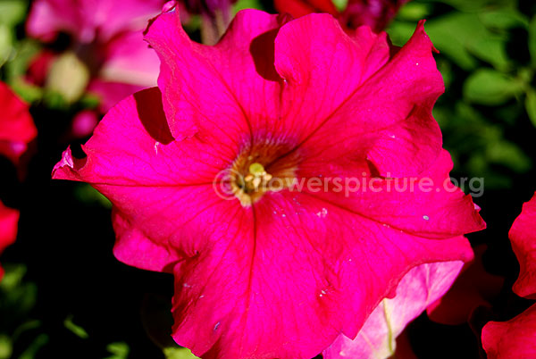 petunia red violet