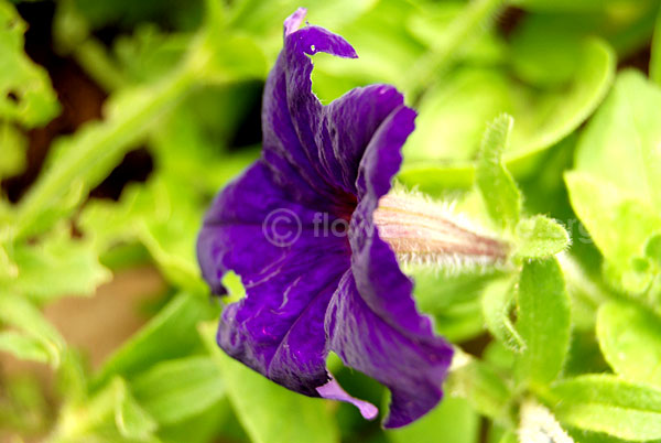 Petunia Violet