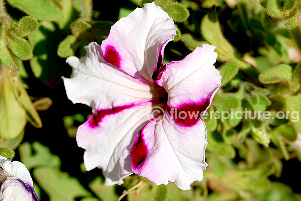 petunia white purple