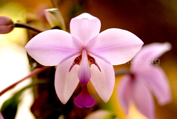 Phalaenopsis lowii