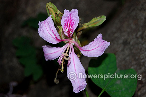 Phanera variegata