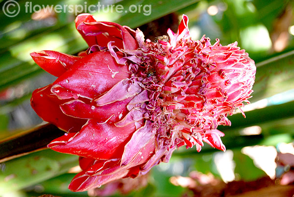 Philippine wax flower