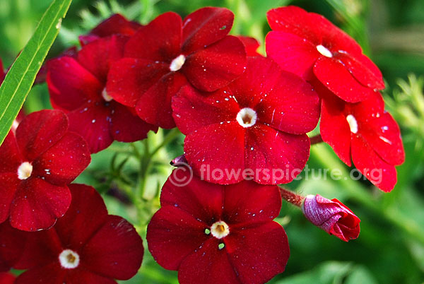 Phlox paniculata