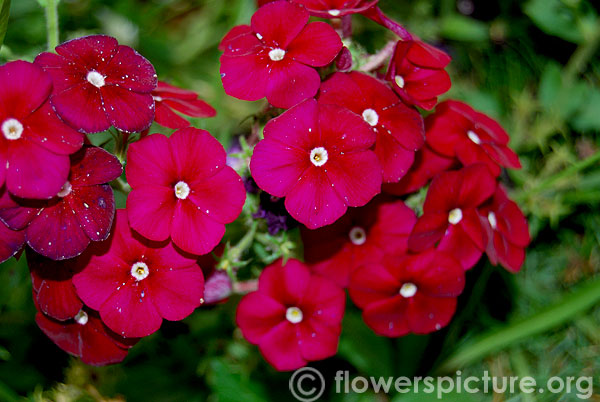 Phlox