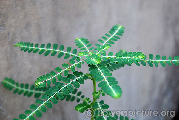 Phyllanthus niruri