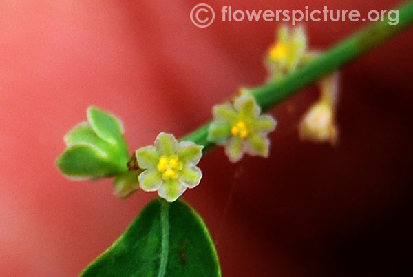 Phyllanthus tenellus