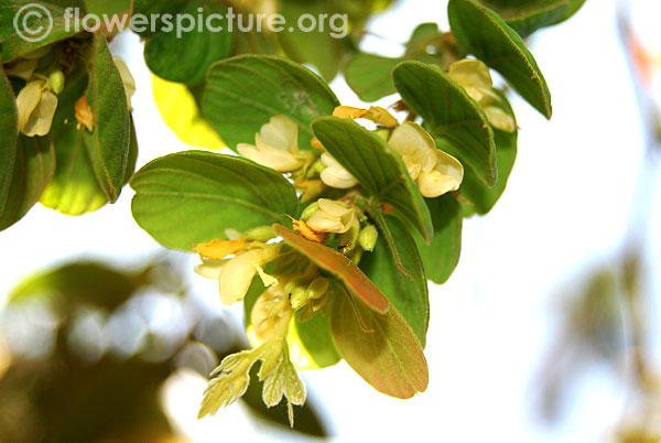 Phyllodium pulchellum