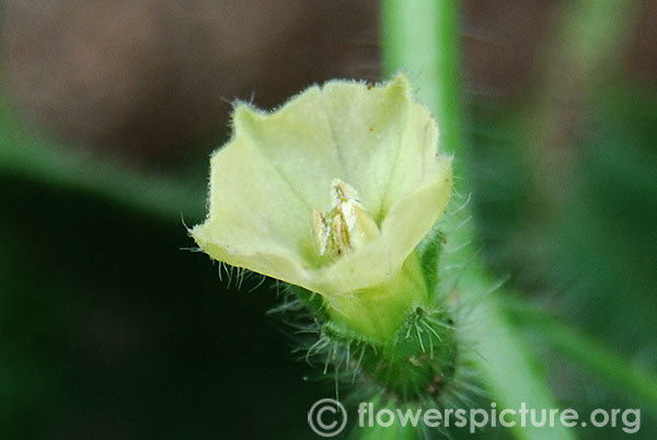 Physalis ground cherry