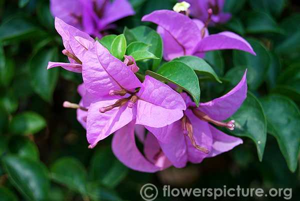 Pink bougainvillea