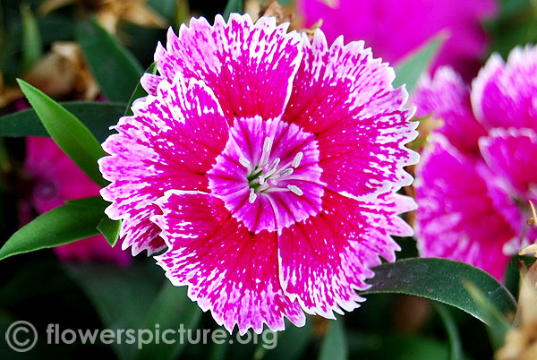 Pink dianthus