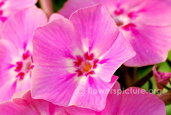 Pink garden phlox