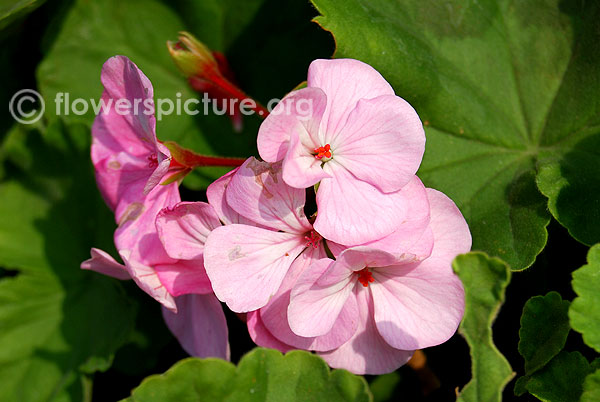 Pink geranium