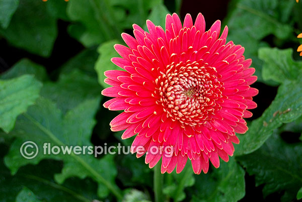 Pink gerbera daisy germini