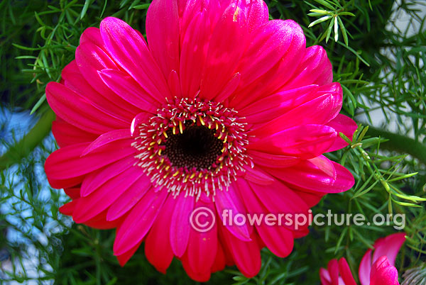 Pink gerbera daisy