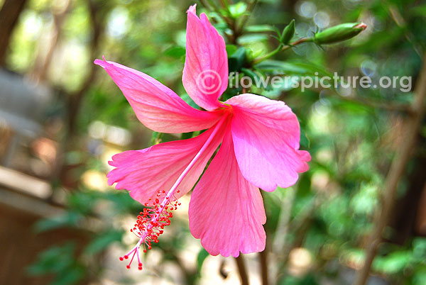 Pink hibiscus