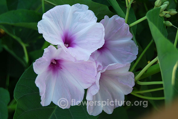 Pink morning glory