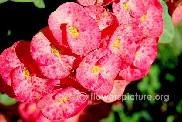 Pink orchid crown of thorns