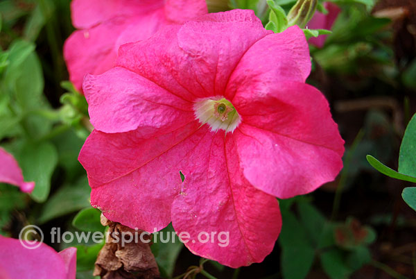 Pink petunia