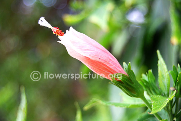 Pink sleeping hibiscus