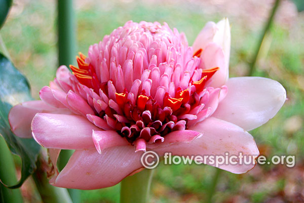 Pink Torch Ginger