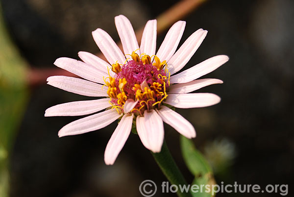 Pink zinnia pauciflora