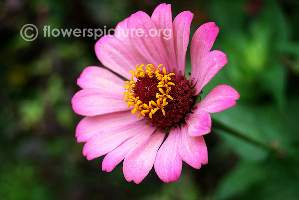 Pink zinnia