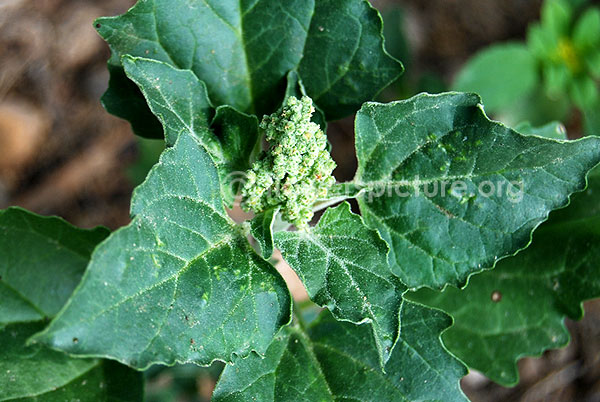 Pitseed goosefoot