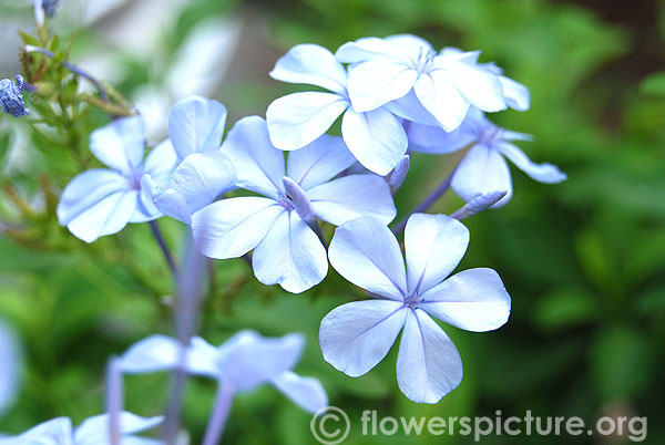 Plumbago auriculata