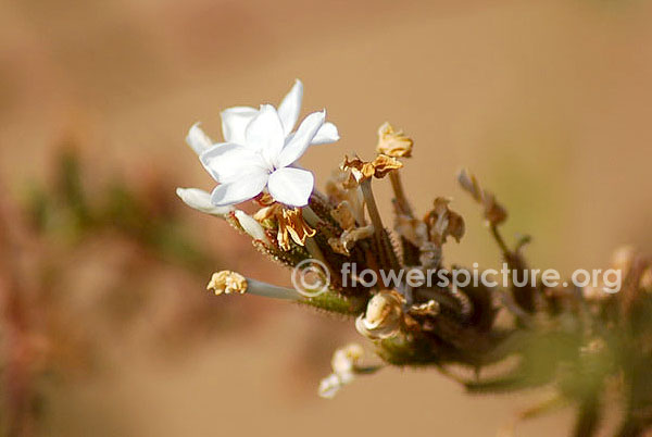 Plumbago Auriculata 