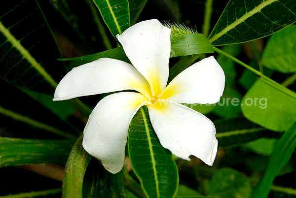 plumeria obtusa